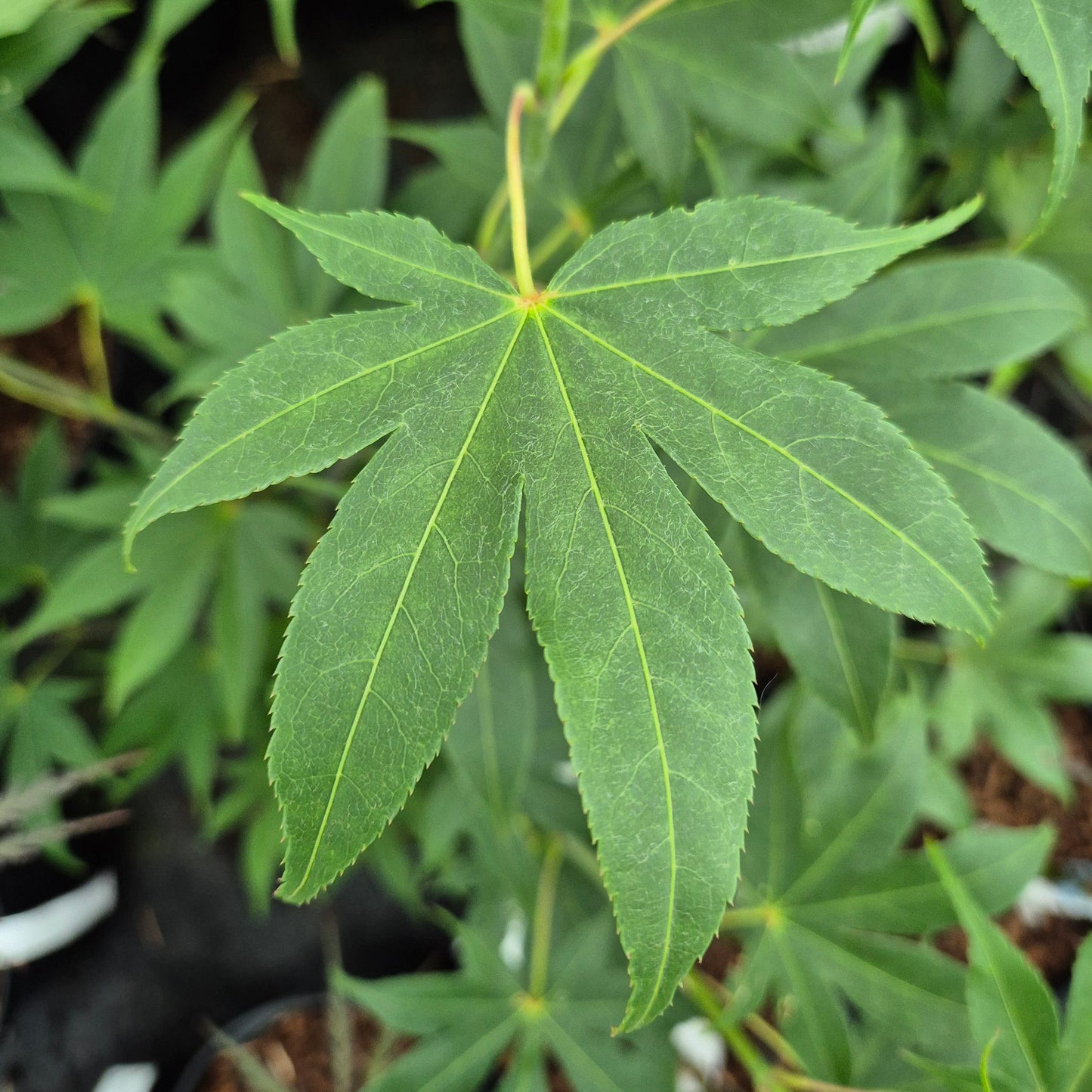 Acer palmatum Hondoshi