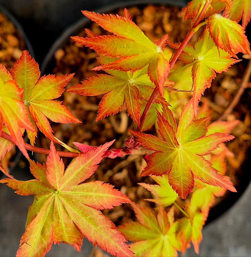 Acer palmatum Summer Gold