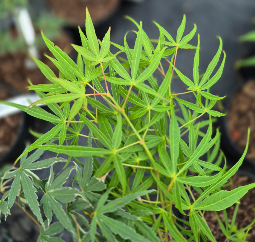 Acer palmatum Linearilobum