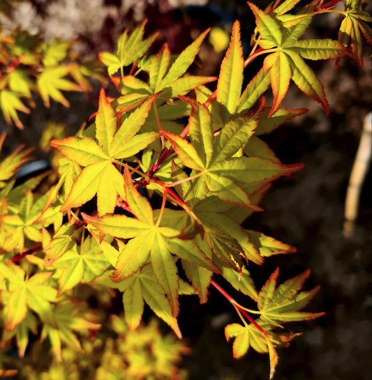 Acer palmatum Sode Nishiki