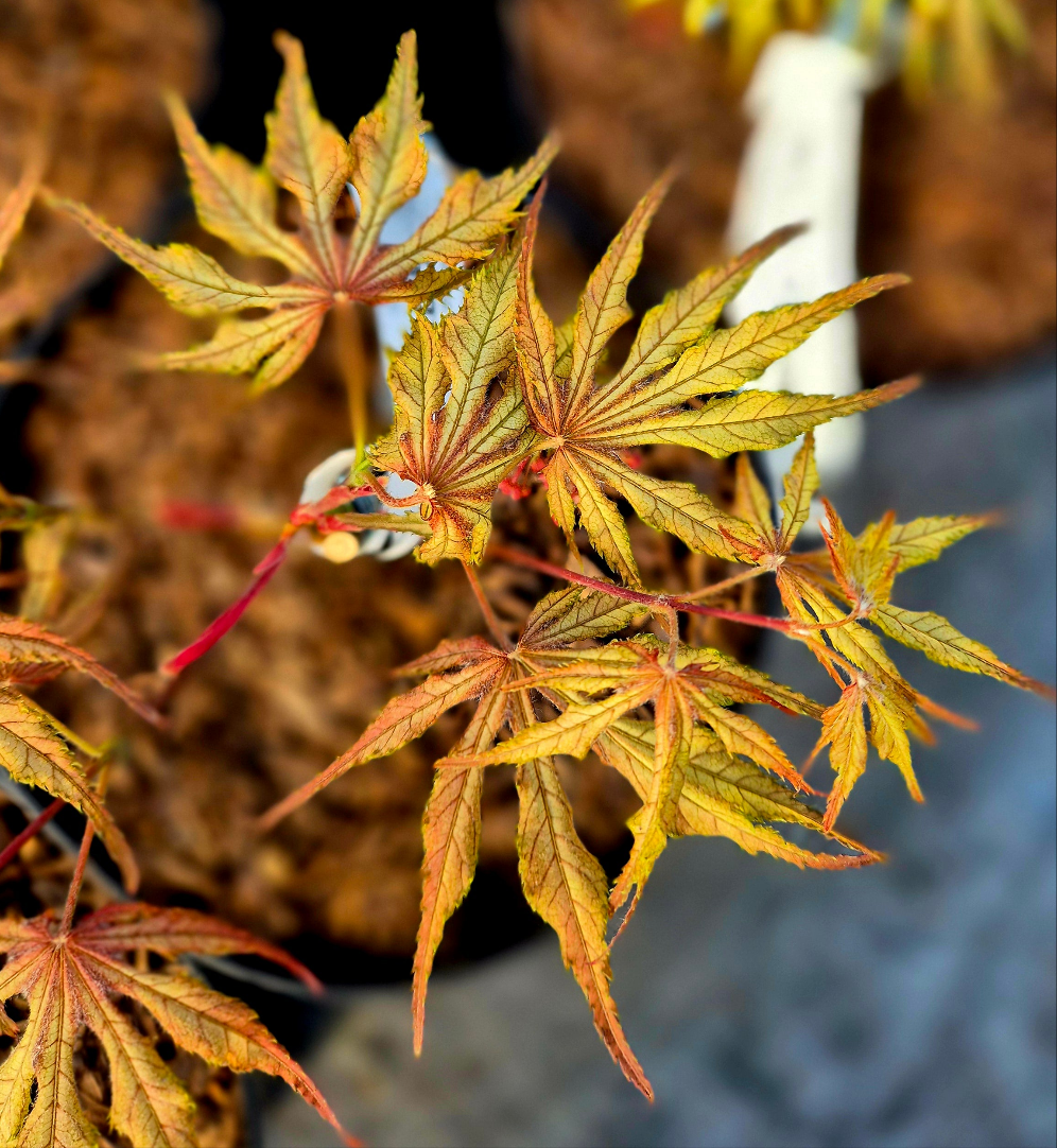 Acer palmatum Will's Devine