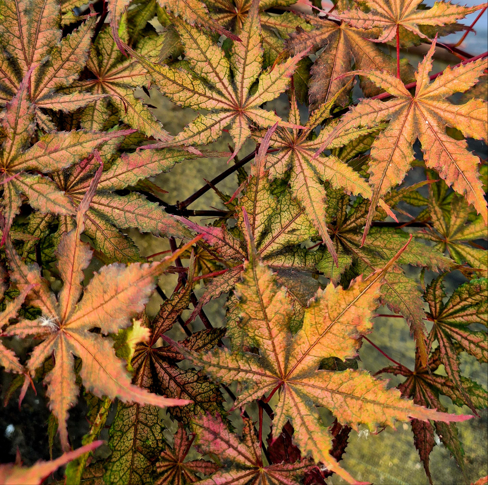 Acer palmatum Uncle Ghost