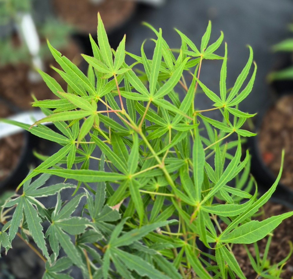 Acer palmatum Linearilobum