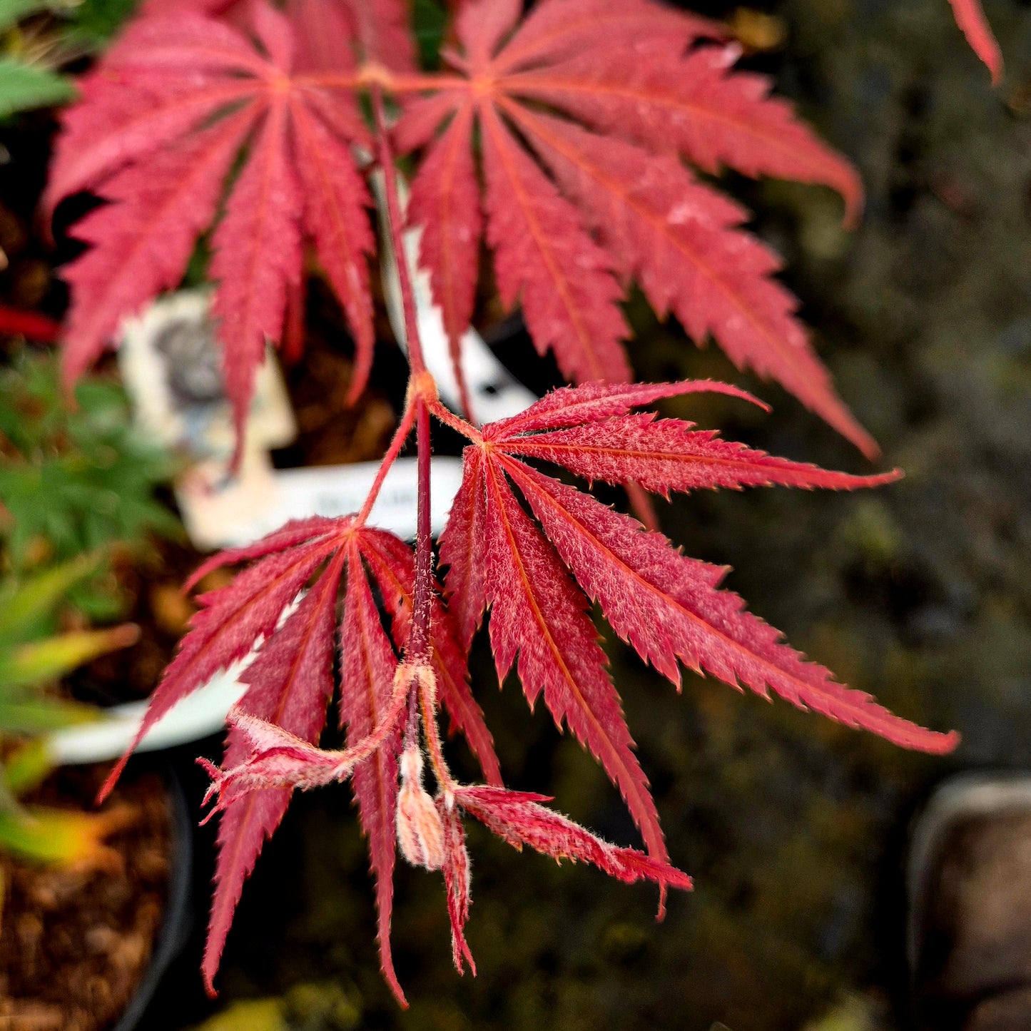 Acer palmatum Inazuma