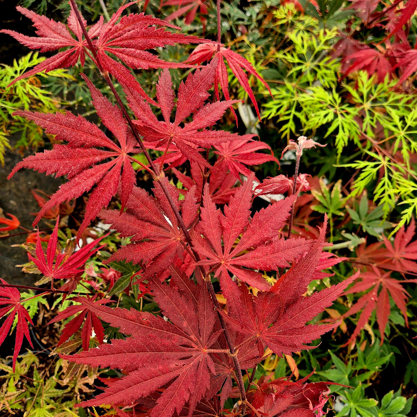 Acer palmatum Inazuma