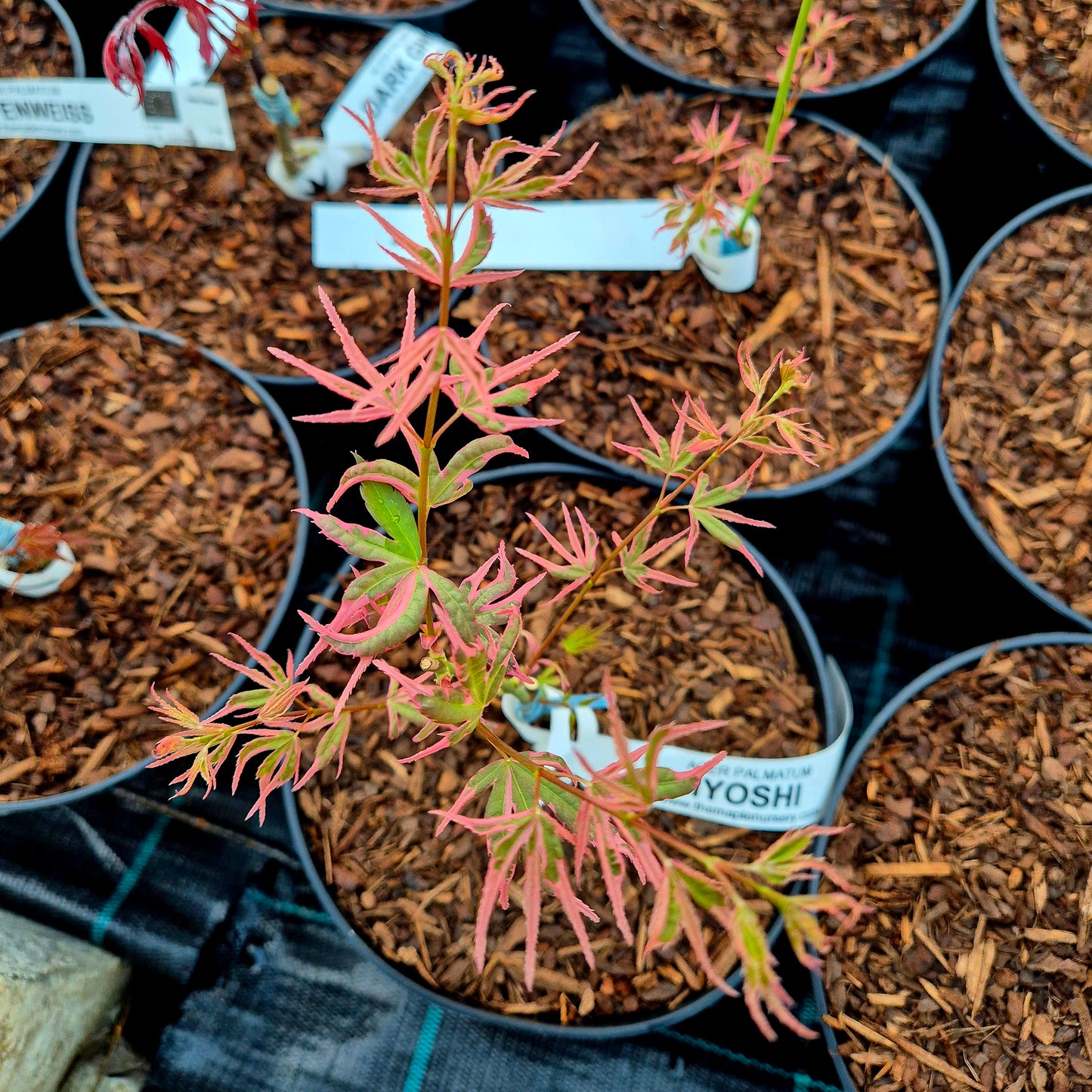 Acer palmatum Iyoshi