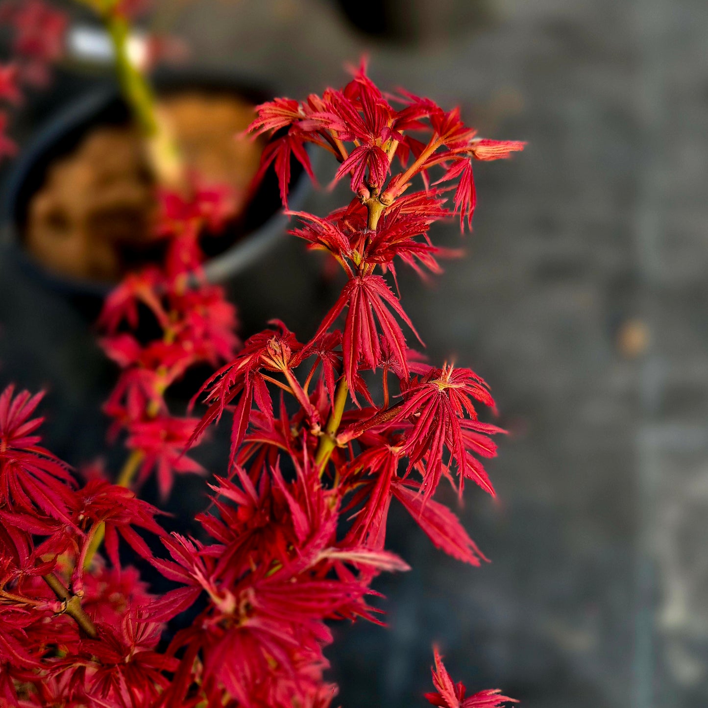 Acer palmatum Jerre Schwartz