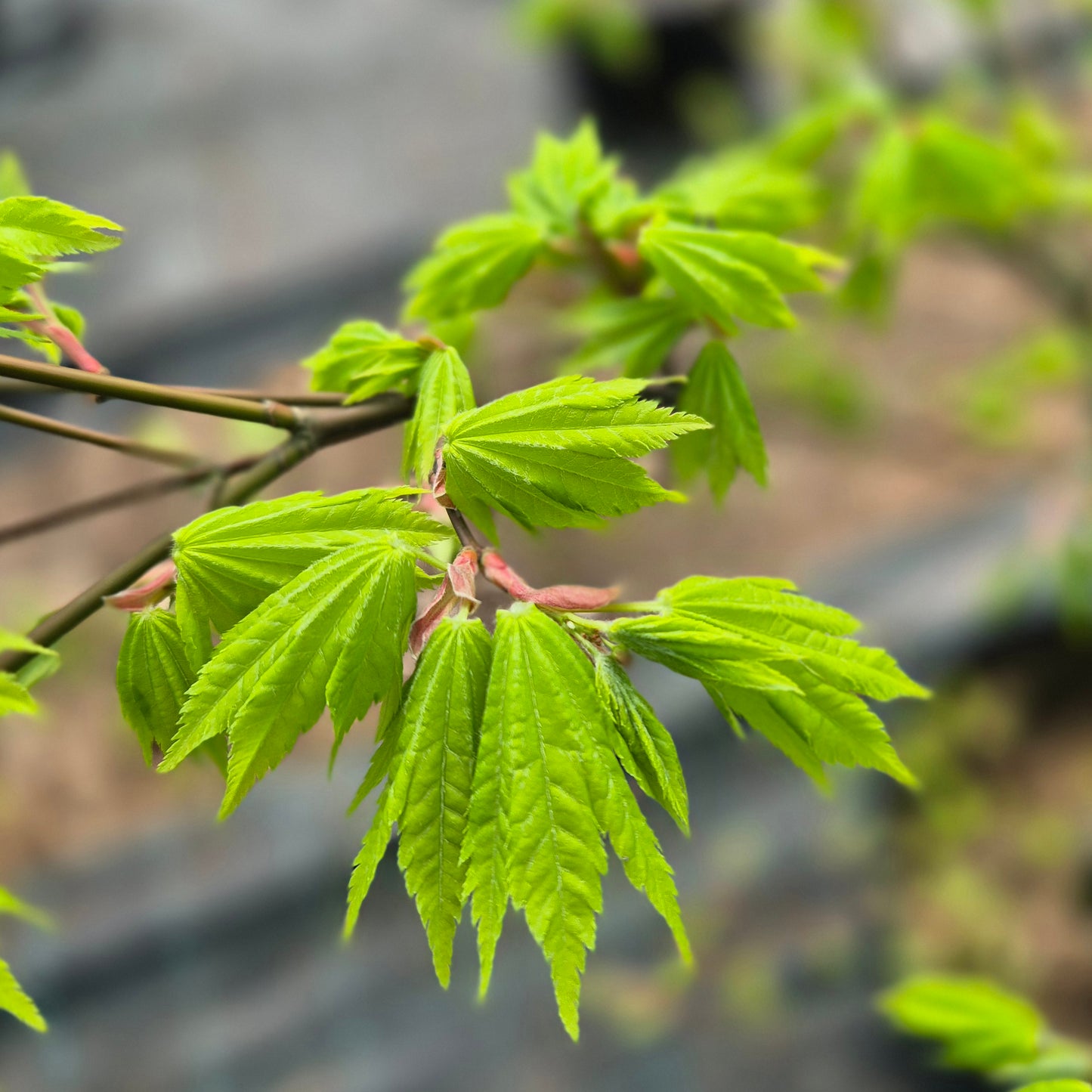 Acer shirasawanum Jordan