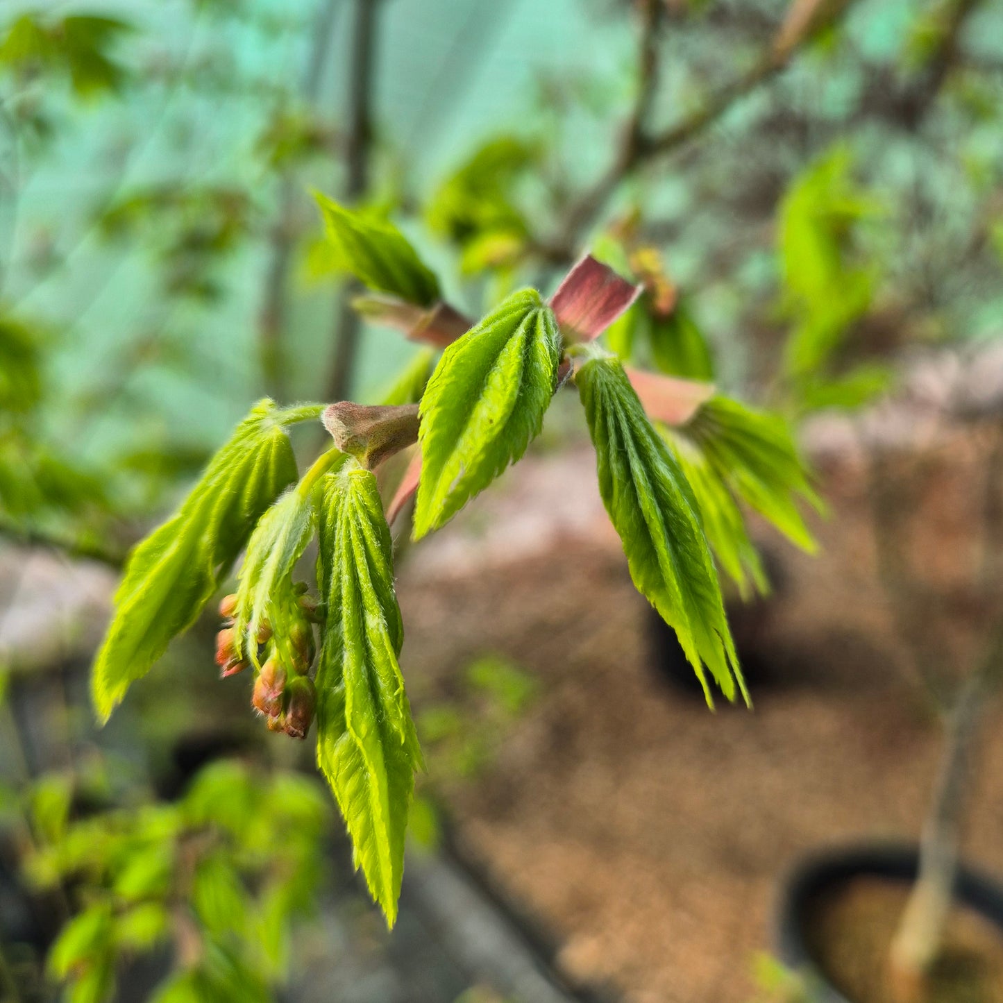 Acer shirasawanum Jordan