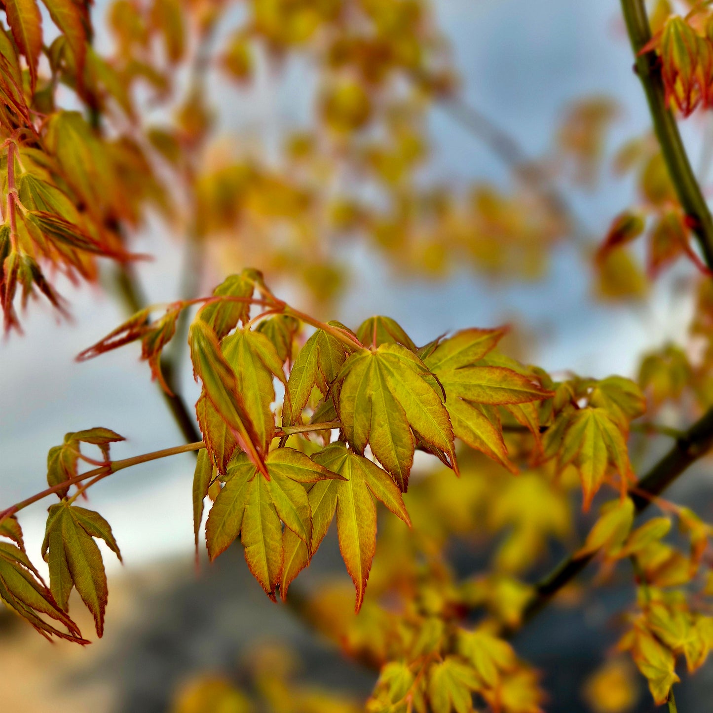 Acer palmatum Katsura