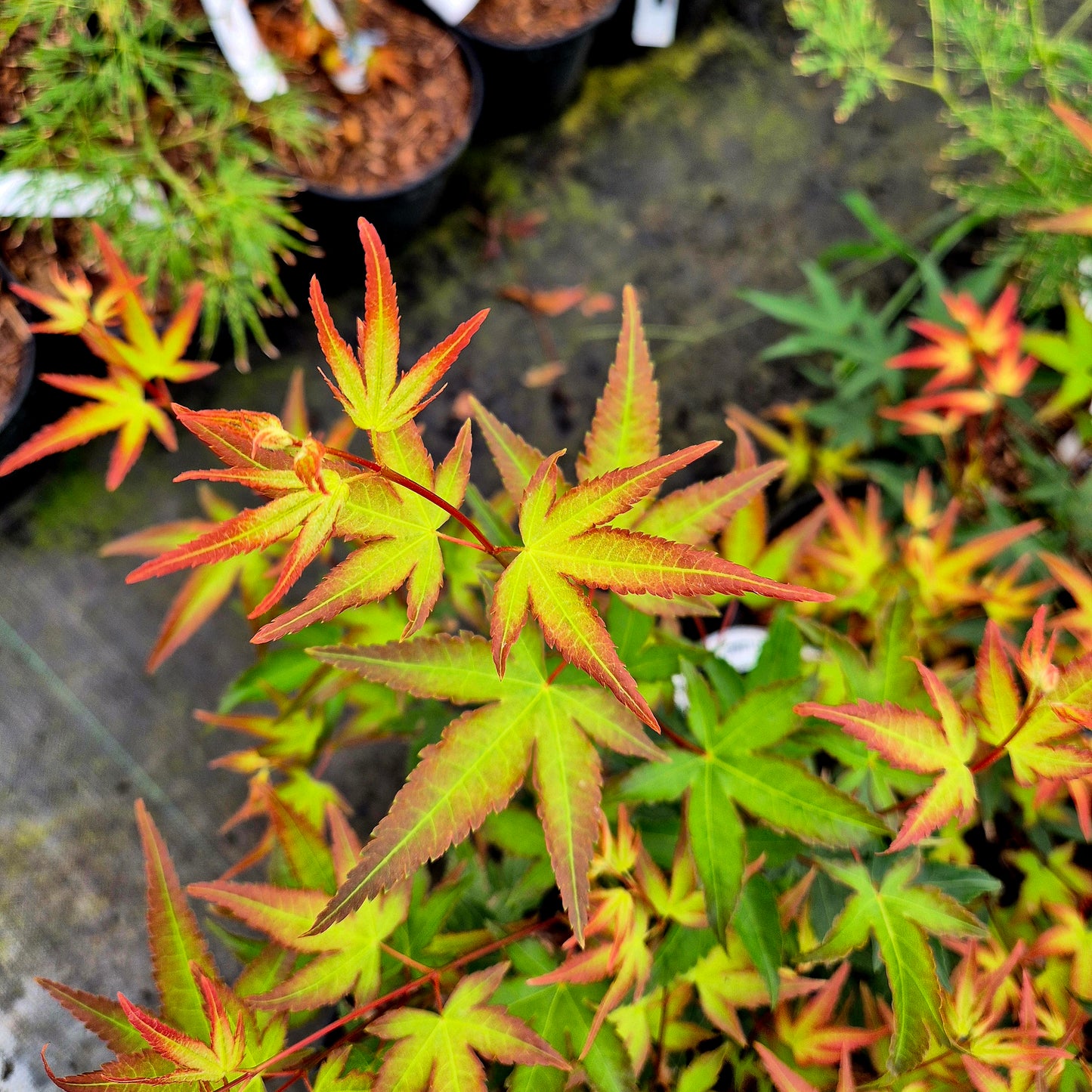 Acer palmatum Kiyohime