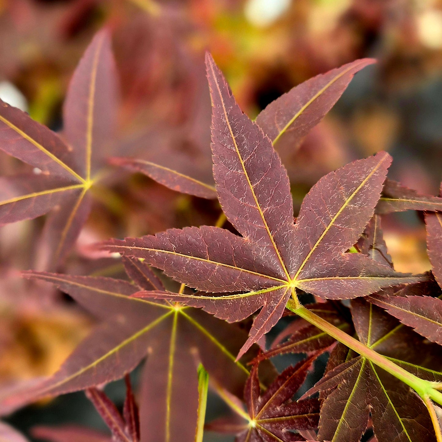 Acer palmatum Koriba
