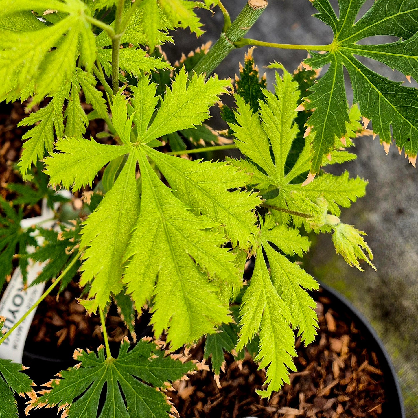 Acer palmatum Koyuki