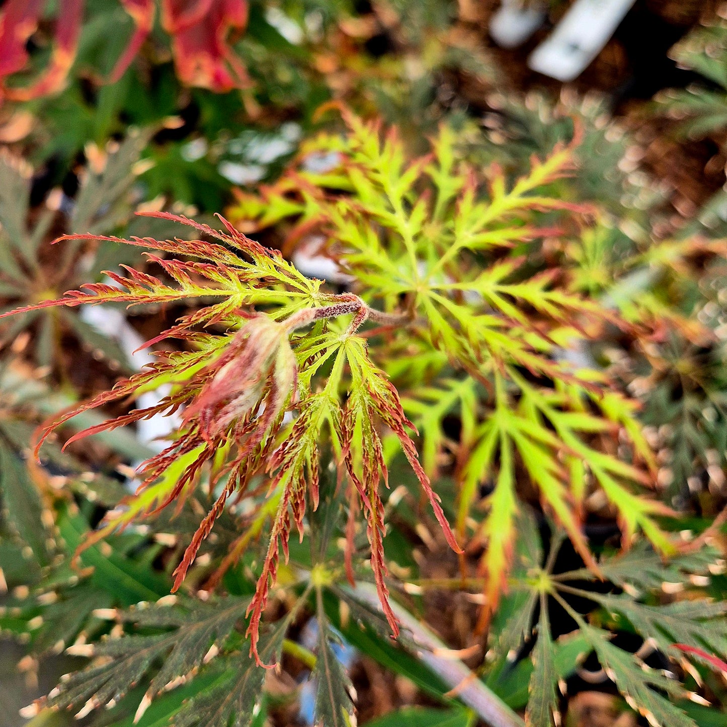 Acer palmatum Marielle