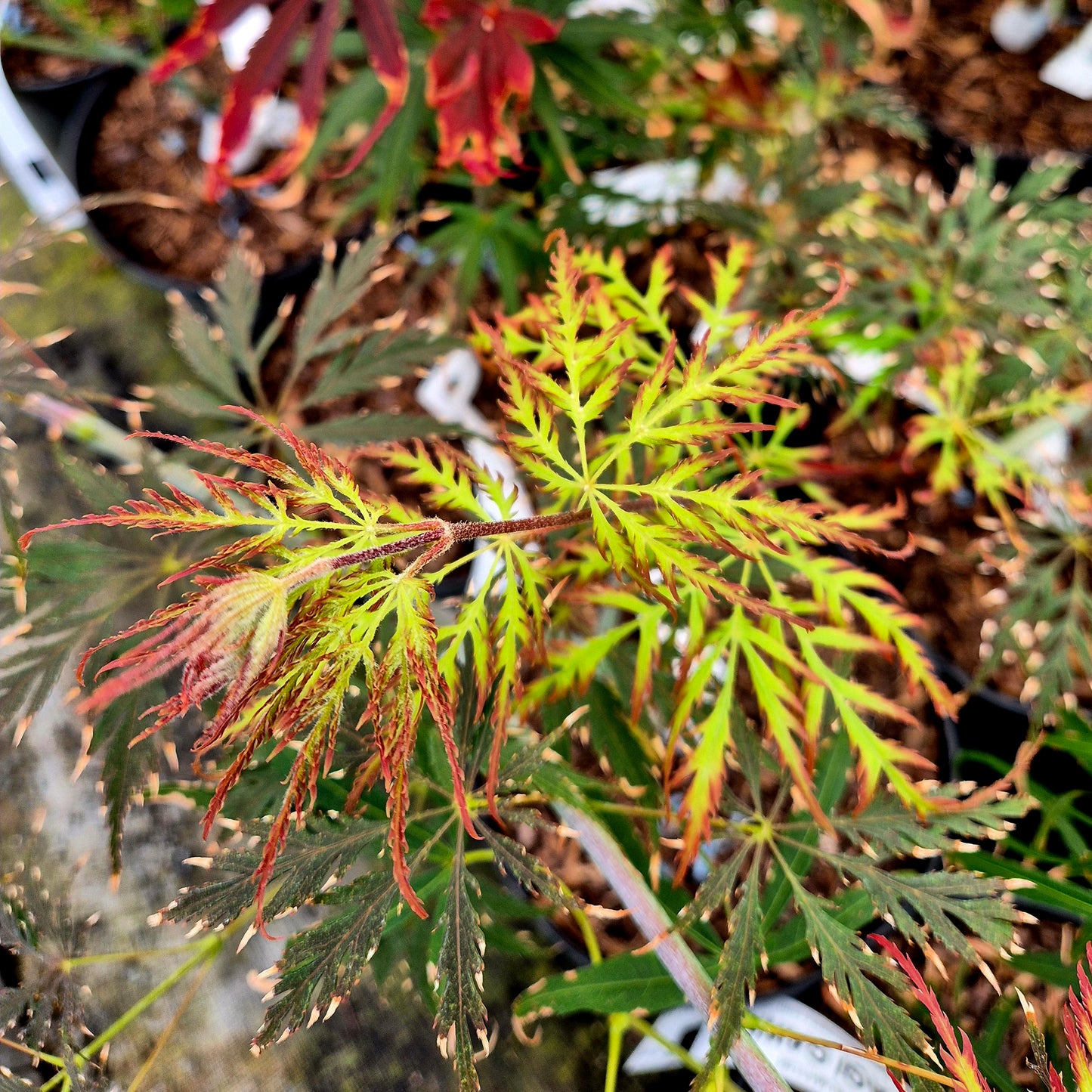 Acer palmatum Marielle