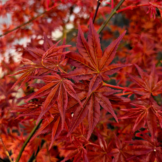Acer palmatum Melanie