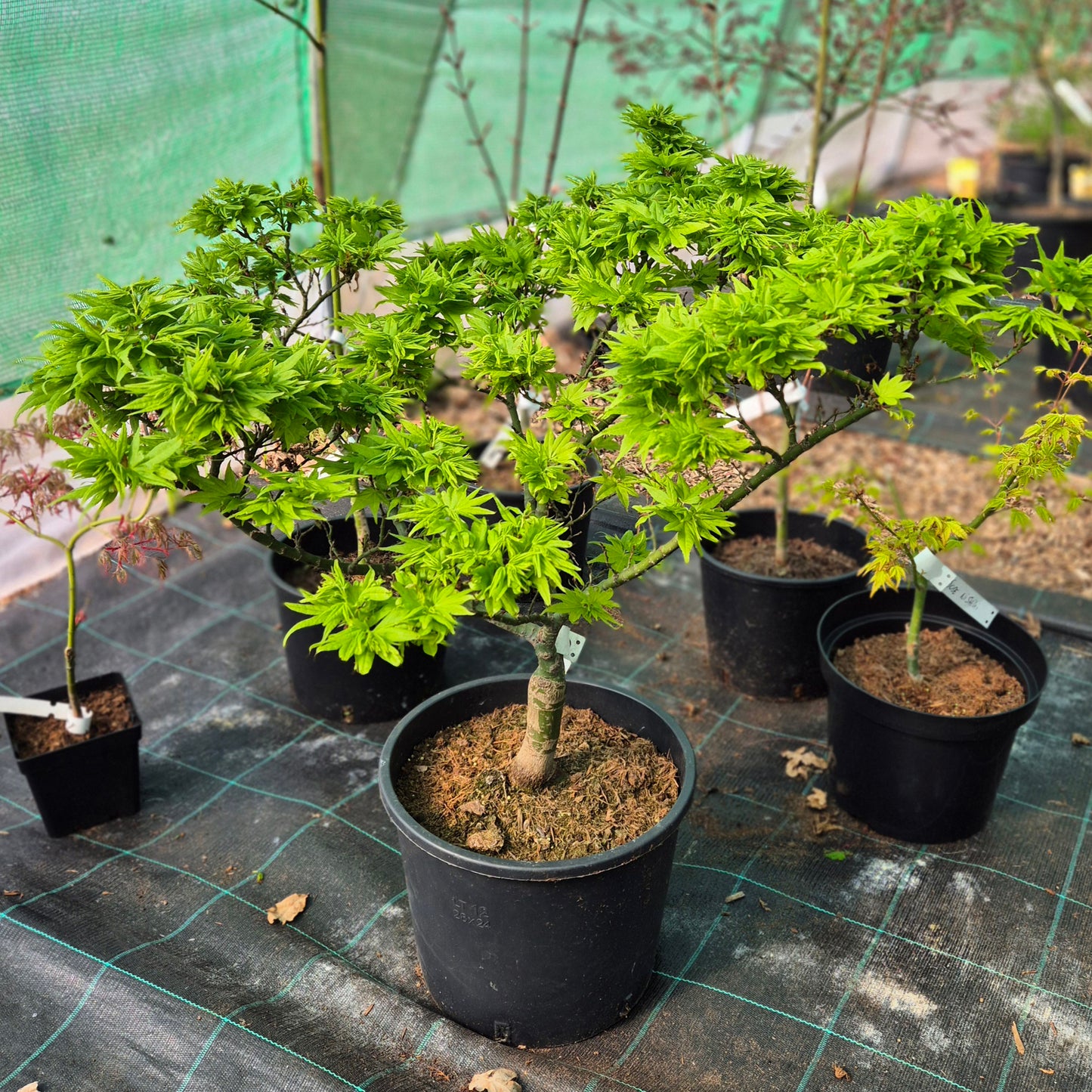 Acer palmatum Mikawa Yatsubusa