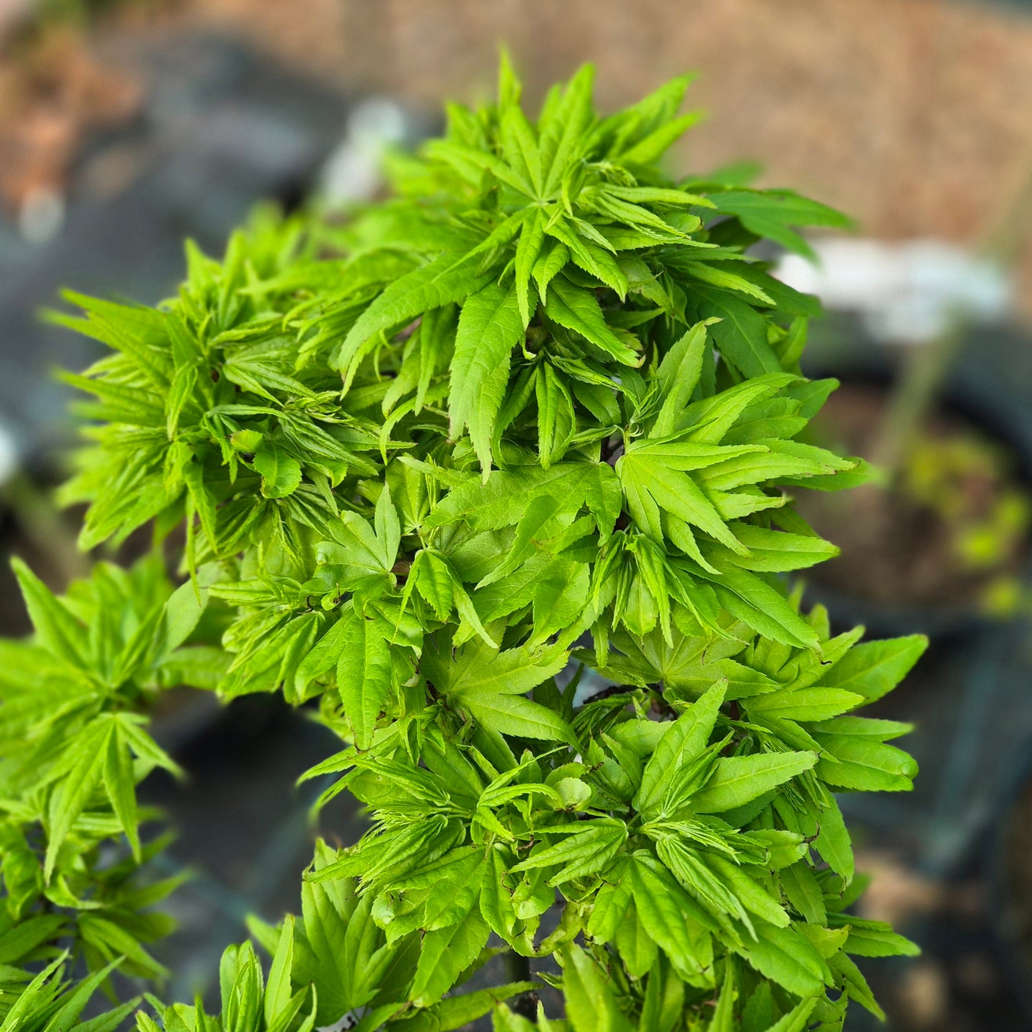 Acer palmatum Mikawa Yatsubusa