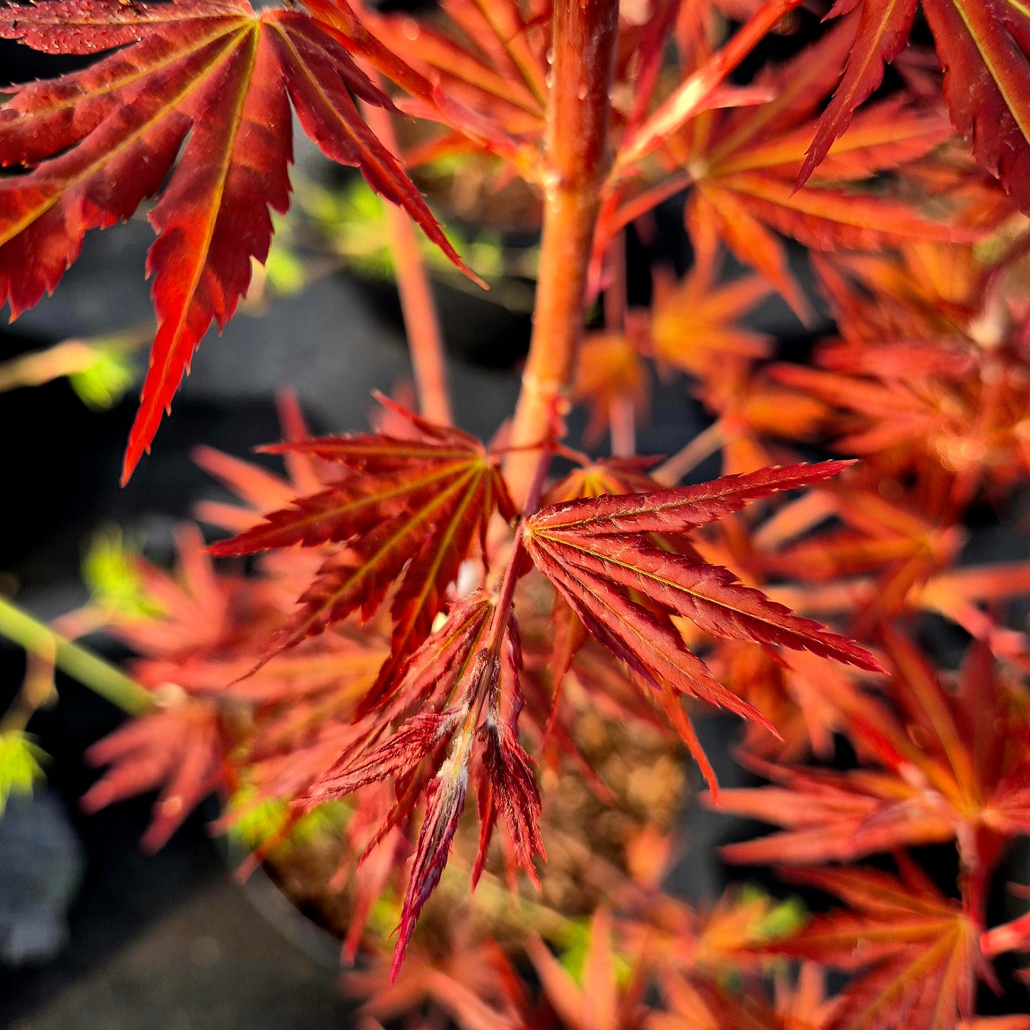 Acer palmatum Mila