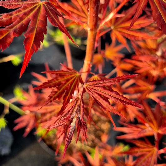 Acer palmatum Mila