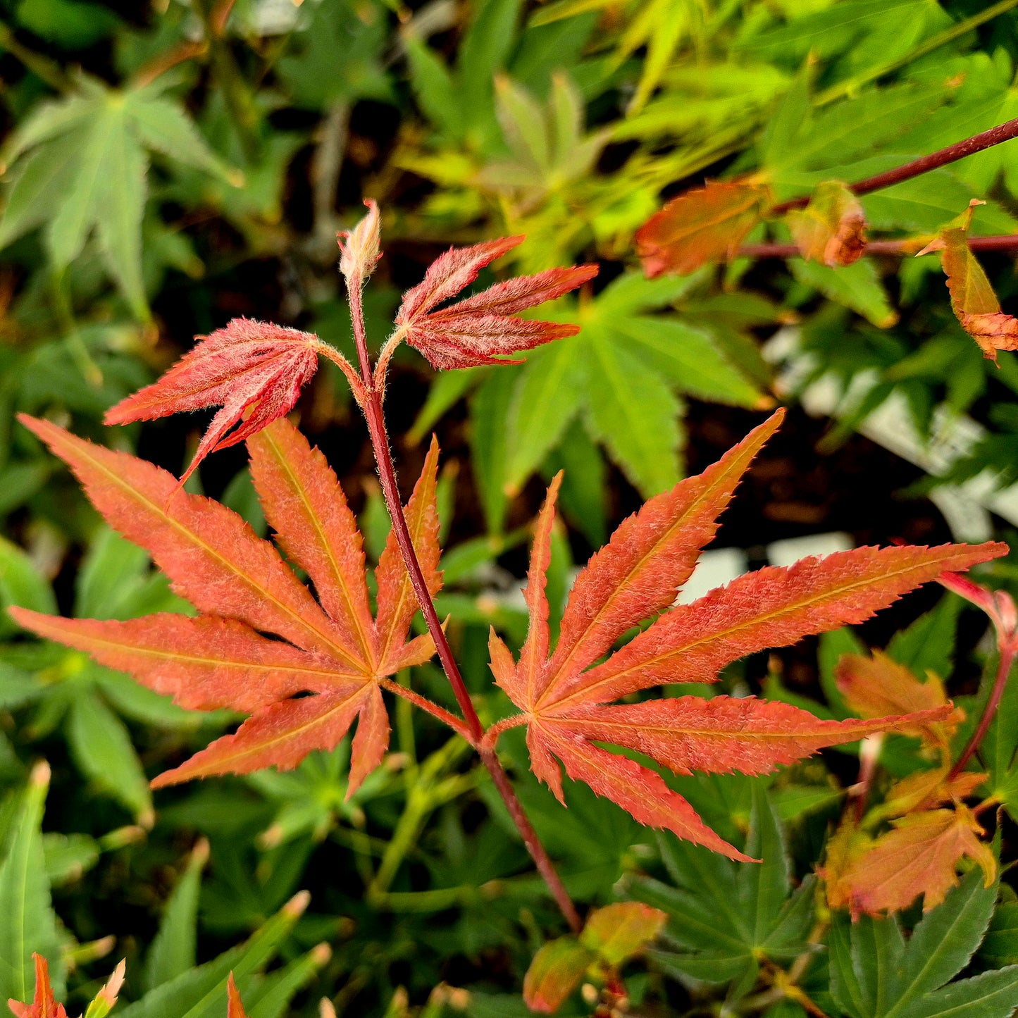 Acer palmatum Mitsu Shika