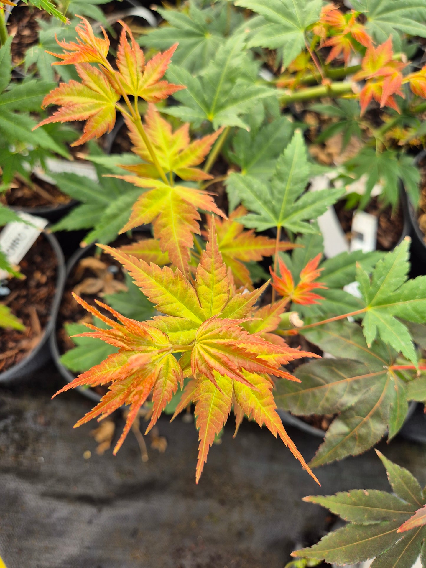 Acer palmatum Momoiro Koyasan