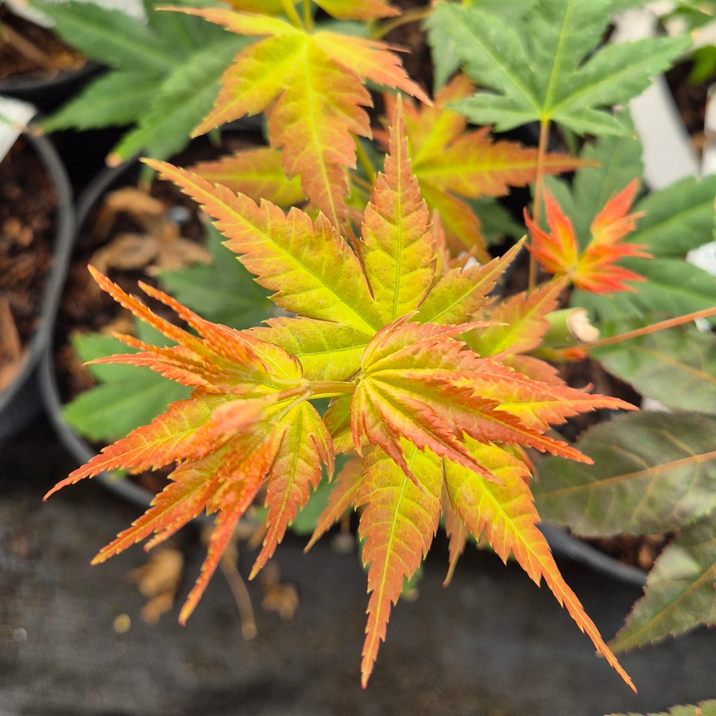 Acer palmatum Momoiro Koyasan