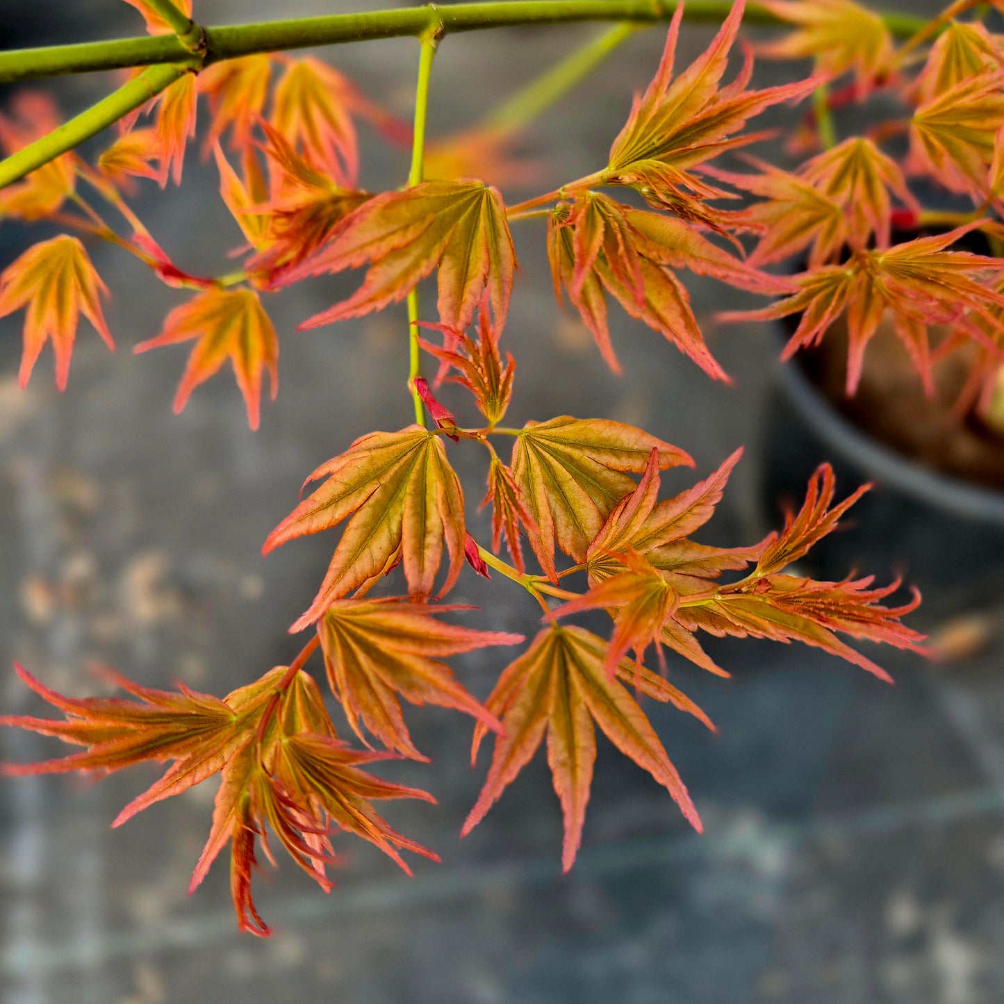 Acer palmatum Nishiki No Murasaki