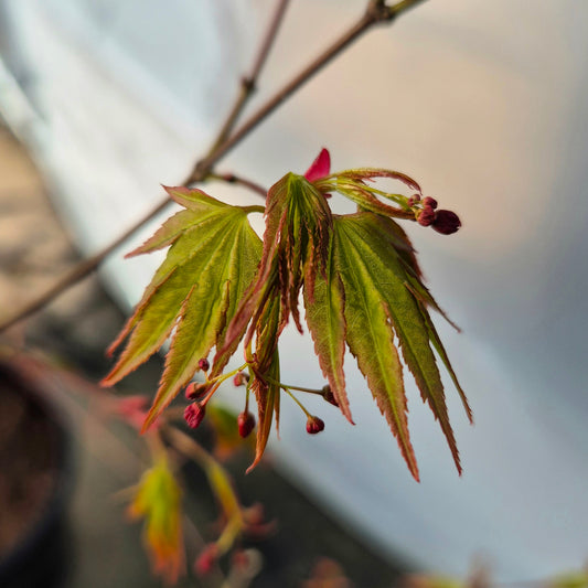 Acer palmatum Nishiki Yamato