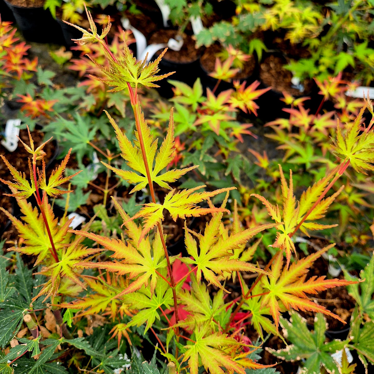 Acer palmatum Nogat