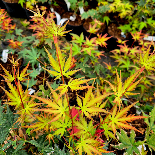 Acer palmatum Nogat