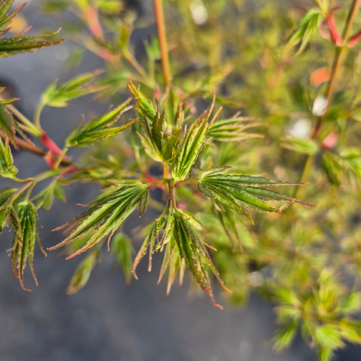 Acer palmatum Okushimo