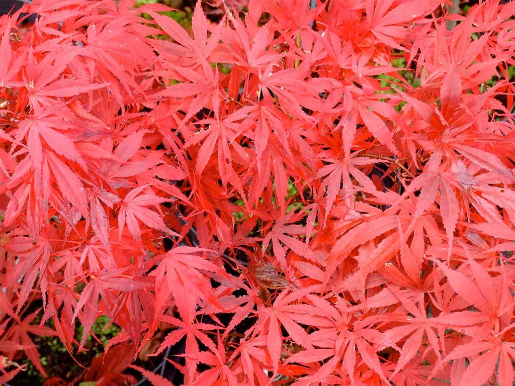 Acer palmatum Oregon Sunset