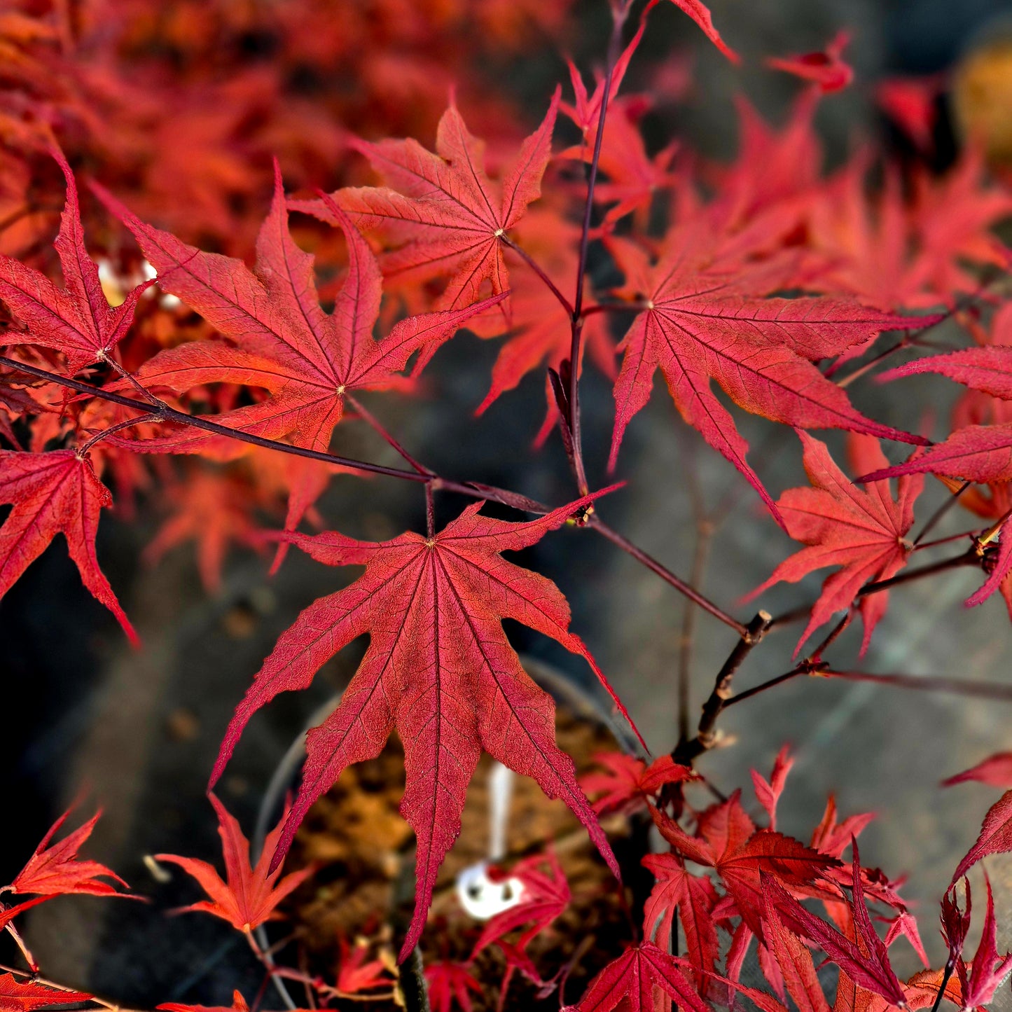 Acer palmatum Purple Ghost