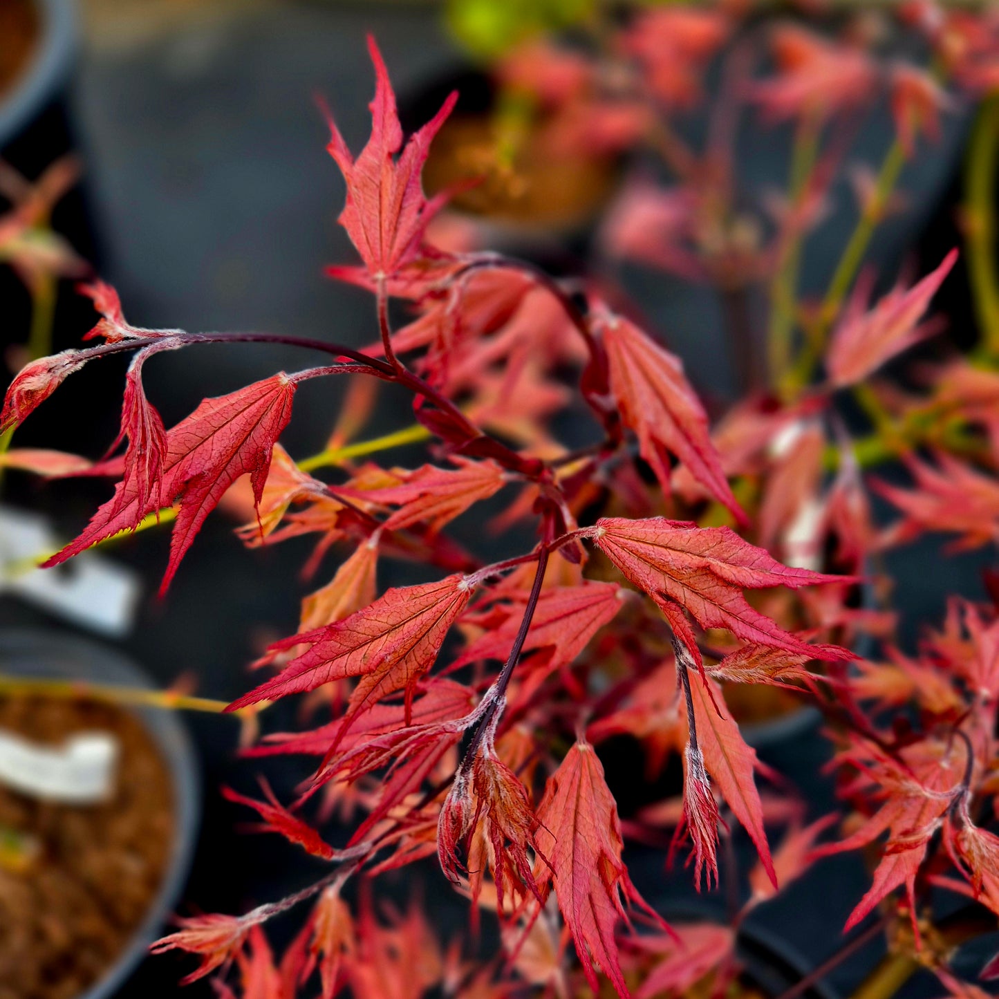 Acer palmatum Purple Ghost