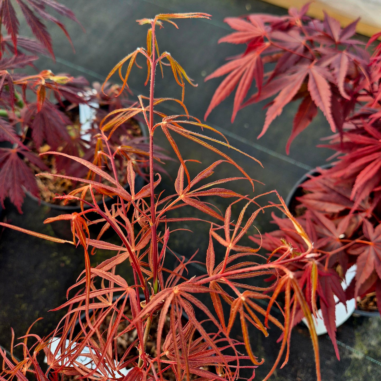 Acer palmatum Red Cloud