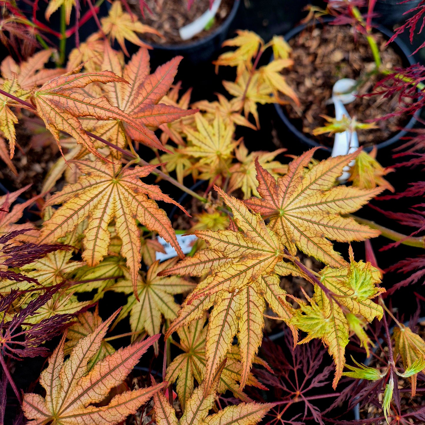 Acer palmatum Reticulatum Como