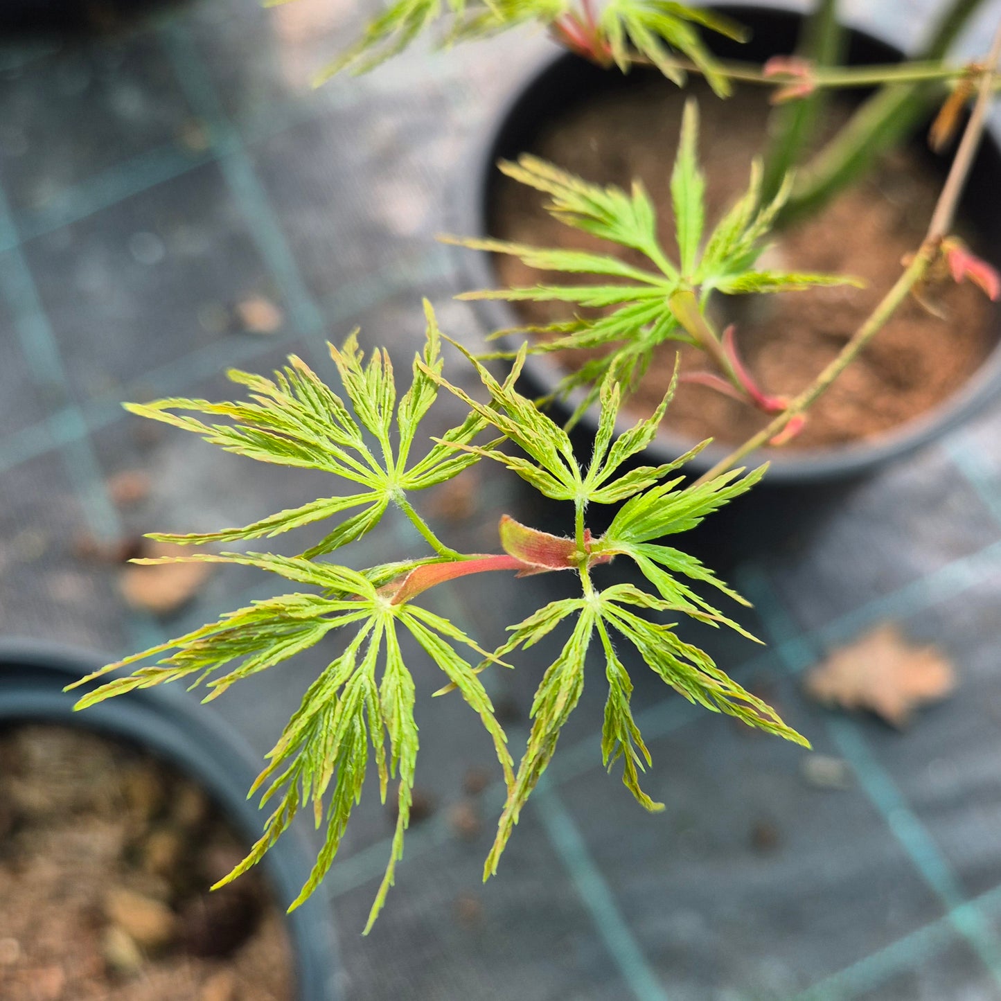 Acer palmatum Seiryu