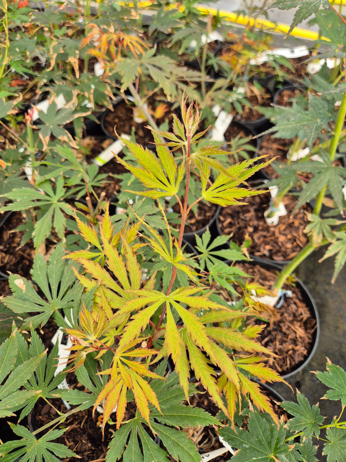 Acer shirasawanum Sensu
