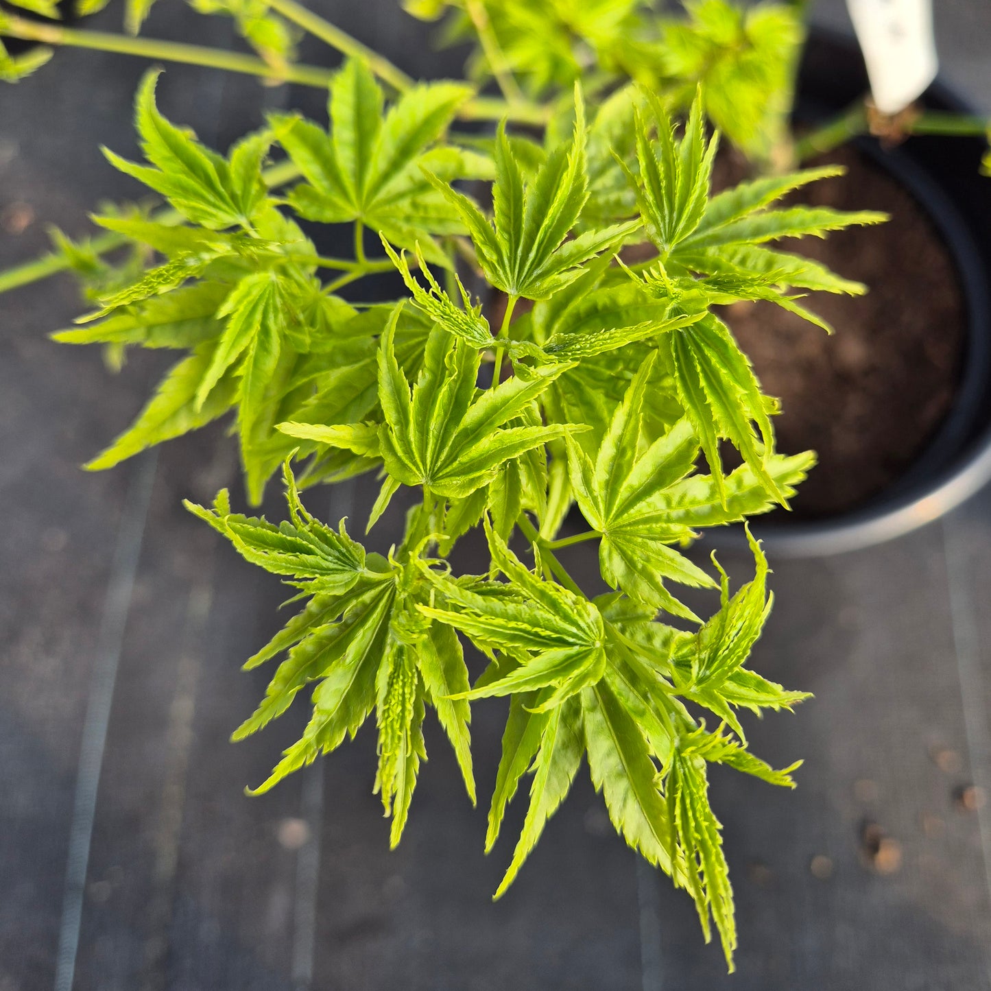 Acer palmatum Shidava Gold