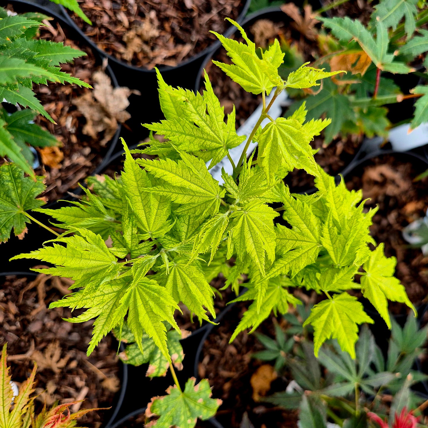 Acer palmatum Shigitatsu Sawa