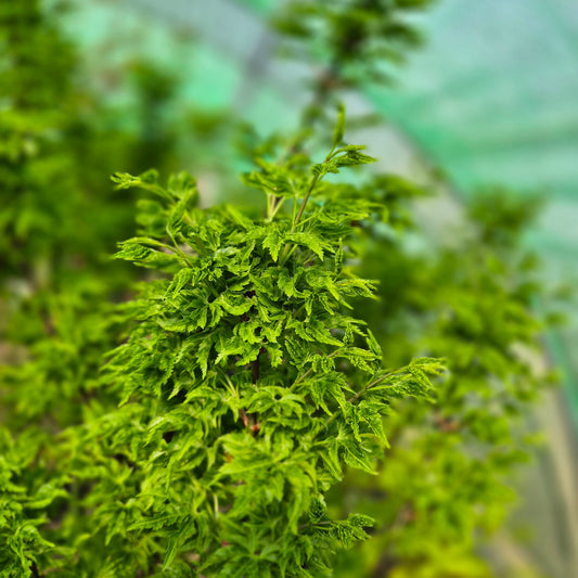 Acer palmatum Shishigashira