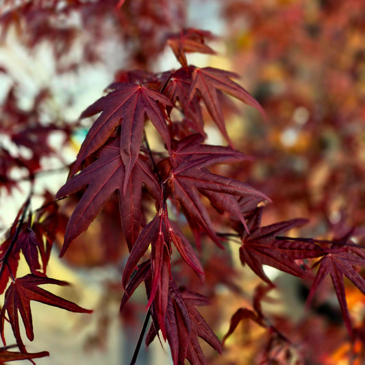 Acer palmatum Shojo