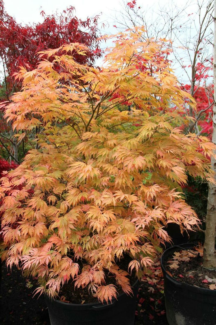 Acer palmatum Sister Ghost