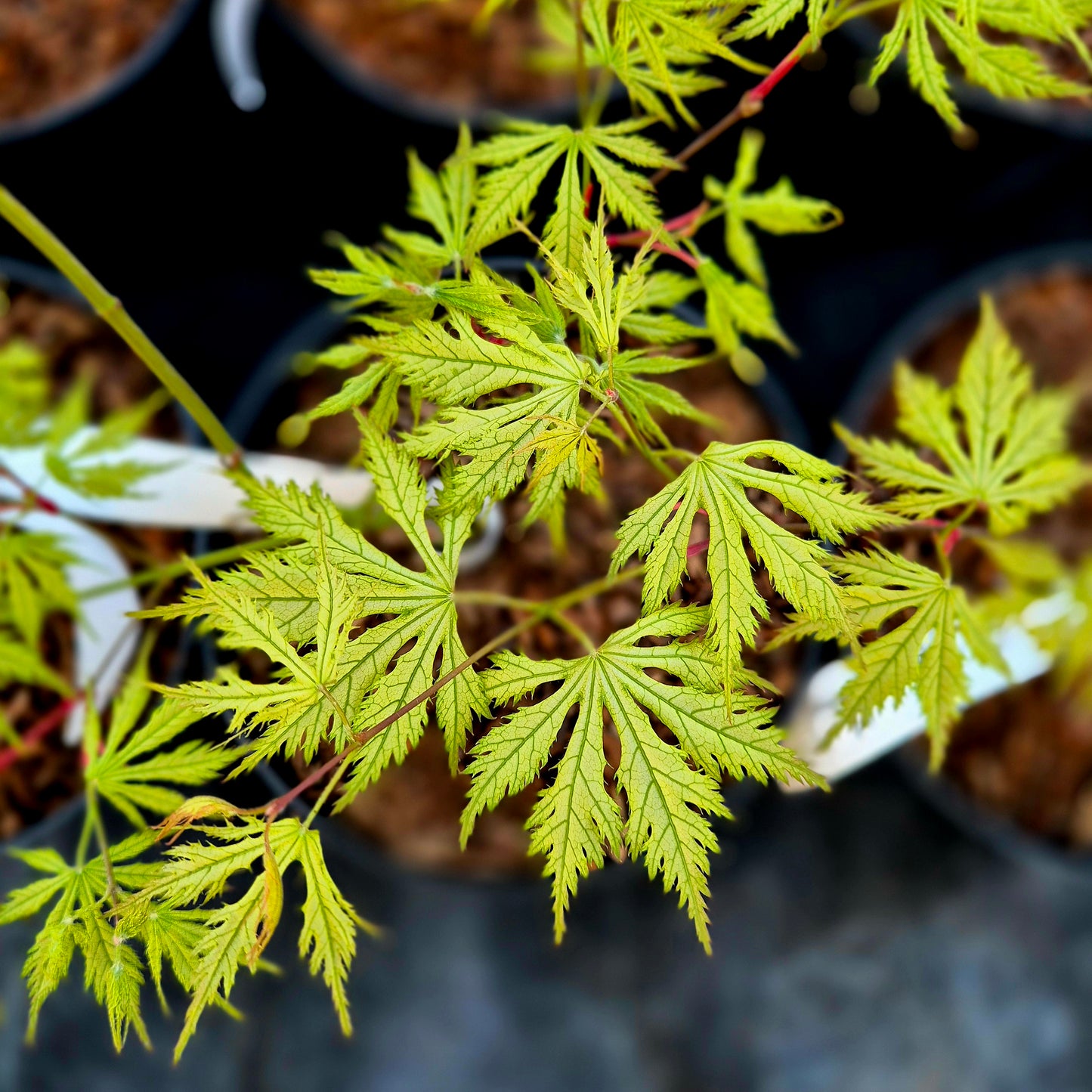 Acer palmatum Sister Ghost
