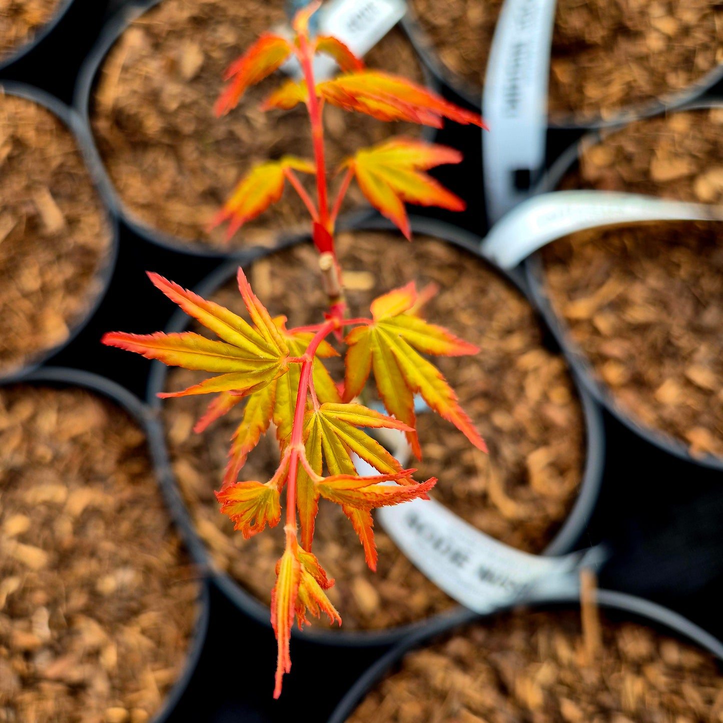 Acer palmatum Sode Nishiki