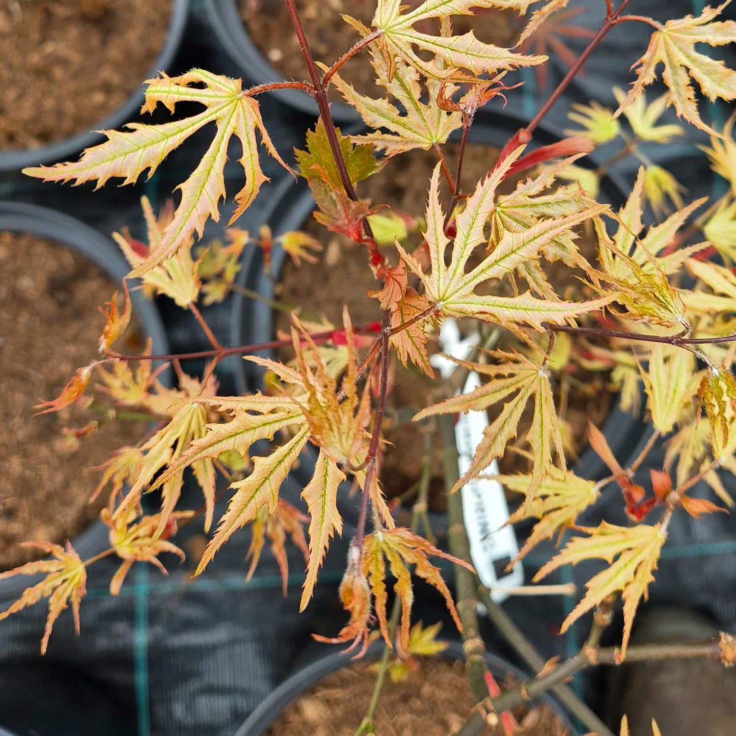 Acer palmatum Strawberry Spring