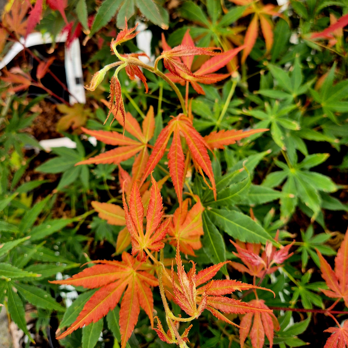 Acer palmatum Verkade's Winter Gold