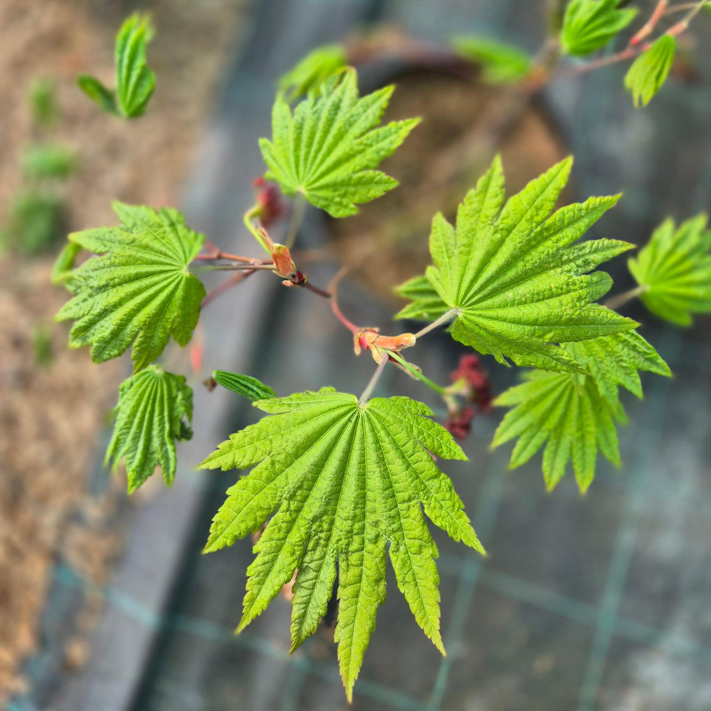 Acer japonicum Vitifolium