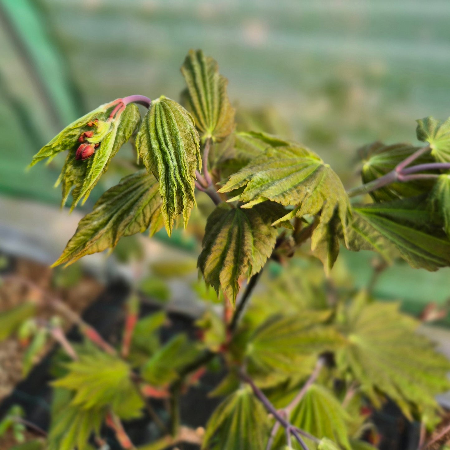 Acer japonicum Vitifolium